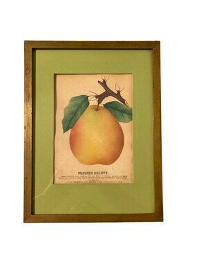 Antique Flemish Beauty Pear Botanical Nurseryman's Specimen Book Pear Print